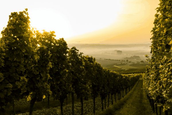 Hawkes Bay Property Market