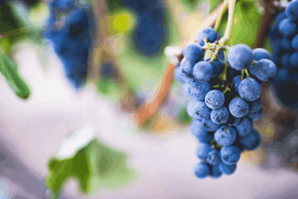 Marlborough Property Market min